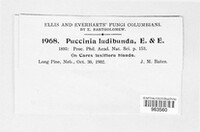 Puccinia ludibunda image